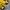 Karl Kani Y2K Skater Tracksuit Pria yellow photo 5