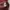 EXR Sportswear Polo shirt Pria burgundy photo 5