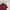 EXR Sportswear Polo Shirt Pria Burgundy
