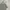 Topten Casual Polo shirt Pria gray photo 1