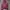 Champion Vintage Bomber jacket Pria pink photo 1