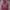 Champion Vintage Bomber Jacket Pria Pink