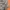 Carhartt Streetwear Skater Hoody Pria multicolor photo 4