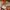 Adidas Y2K Gorpcore Windbreaker Pria orange photo 8