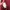 Abercrombie & Fitch Streetwear Grunge Hoody Pria burgundy photo 6