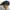 Vintage Luxury Hat Pria tan gray photo 5