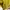H&M Minimalist Cardigan Wanita khaki yellow photo 4