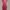 ZARA Bodycon dress Wanita red photo 6