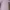 Coquette Casual Going out dress Wanita pink photo 4