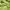 Gorpcore Windbreaker Pria green photo 4