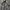 McGregor Casual Formal shirt Pria gray photo 7