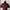 Cabane De Zucca Casual Maxi Dress Wanita Burgundy