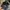 New Era Casual Hat Pria navy black photo 5