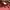 Polo Ralph Lauren Casual Hat Wanita pink photo 6