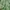 Levi's Casual Crop Top Wanita Green