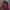 Millet Gorpcore Casual Track jacket Pria burgundy photo 2