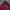 Millet Gorpcore Casual Track jacket Pria burgundy photo 3
