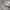 Adidas Casual Hoody Pria gray photo 7