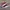 Puma Casual Sneakers Pria white red photo 1