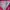 Sportswear Windbreaker Wanita purple pink photo 6