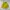 Vintage Windbreaker Pria gold yellow photo 4