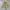 Vintage Windbreaker Pria gold yellow photo 2