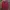 Norton Motorcycles Casual Formal shirt Pria burgundy photo 5