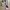 Kate Spade Luxury Coquette Crossbody Bag Wanita multicolor photo 1
