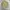 ZARA Vintage Streetwear Trench coat Pria khaki photo 1