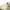 The Real McCoy's Vintage Streetwear Pria khaki photo 4