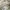 The Real McCoy's Vintage Streetwear Pria khaki photo 8