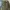 Carhartt Streetwear Y2K Trench Coat Pria Gold Green