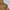 Snow Peak Casual Hoody Pria brown photo 4