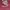 Casual Hoody Pria burgundy photo 2