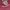 Casual Hoody Pria Burgundy