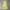 Uniqlo Coquette Casual Midi Dress Wanita Yellow