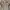 Sean John Vintage Streetwear Parka Pria tan photo 4