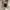 Sean John Vintage Streetwear Parka Pria Tan