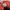 Adidas Sportswear Sneakers Pria white red photo 6