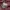 Jack Wolfskin Gorpcore Sportswear Windbreaker Pria burgundy photo 7