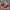 Puma Casual Sneakers Pria burgundy photo 2