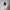 Carhartt Streetwear T-shirt Pria white photo 2
