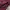 Uniqlo Casual Formal shirt Pria burgundy photo 4
