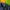 Biker Casual Polo shirt Pria navy yellow photo 2