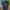 Biker Casual Polo shirt Pria navy yellow photo 1