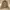 Barbour Vintage Casual Puffer jacket Wanita tan photo 5