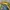 Ed Hardy Y2K Track jacket Pria yellow photo 5