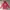 Adidas Casual Hoody Pria Red