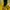 AMI Paris Fairy Casual Windbreaker Pria yellow photo 2