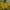 AMI Paris Fairy Casual Windbreaker Pria yellow photo 1